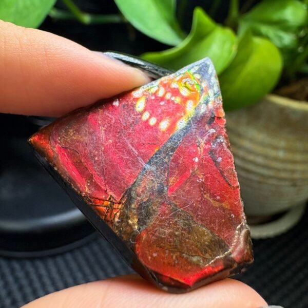 Natural Ammolite Rough Specimen